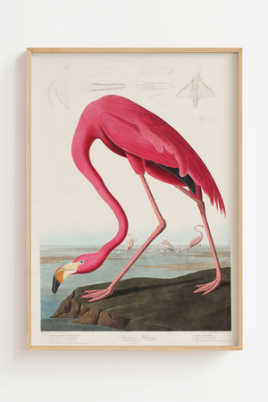 Flamingo Life Plakat