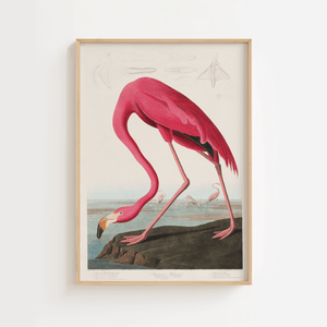 Flamingo Life Plakat