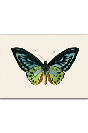 Skab en let og naturlig atmosfære i dit hjem med vores Butterfly Plakat