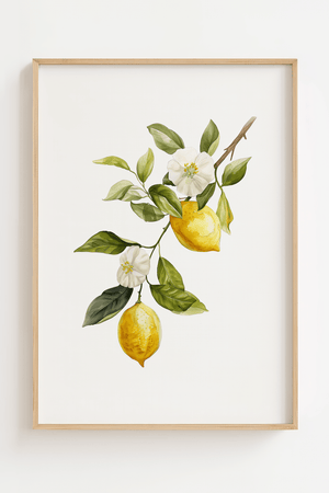 Botanisk citron plakat med illustration af citroner, blade og blomster