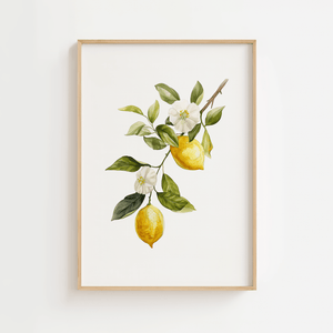 Botanisk citron plakat med illustration af citroner, blade og blomster
