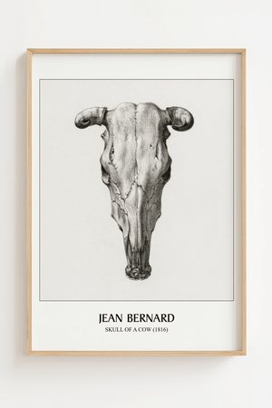 Ko kranie plakat Skull of a Cow 1816 i sort og hvid med detaljeret tegning