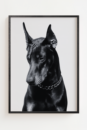 Sort hvid plakat med elegant dobermann hund på lys baggrund
