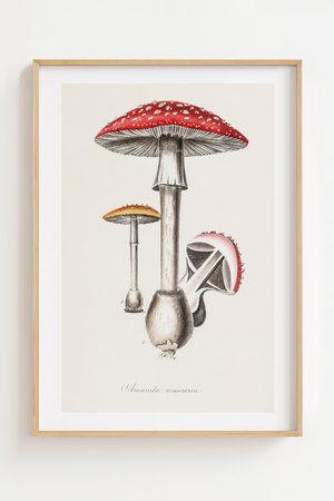 Fluesvamp plakat med botanisk illustration i røde og cremefarvede toner