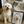 Dog portrait - poster (make your own) 